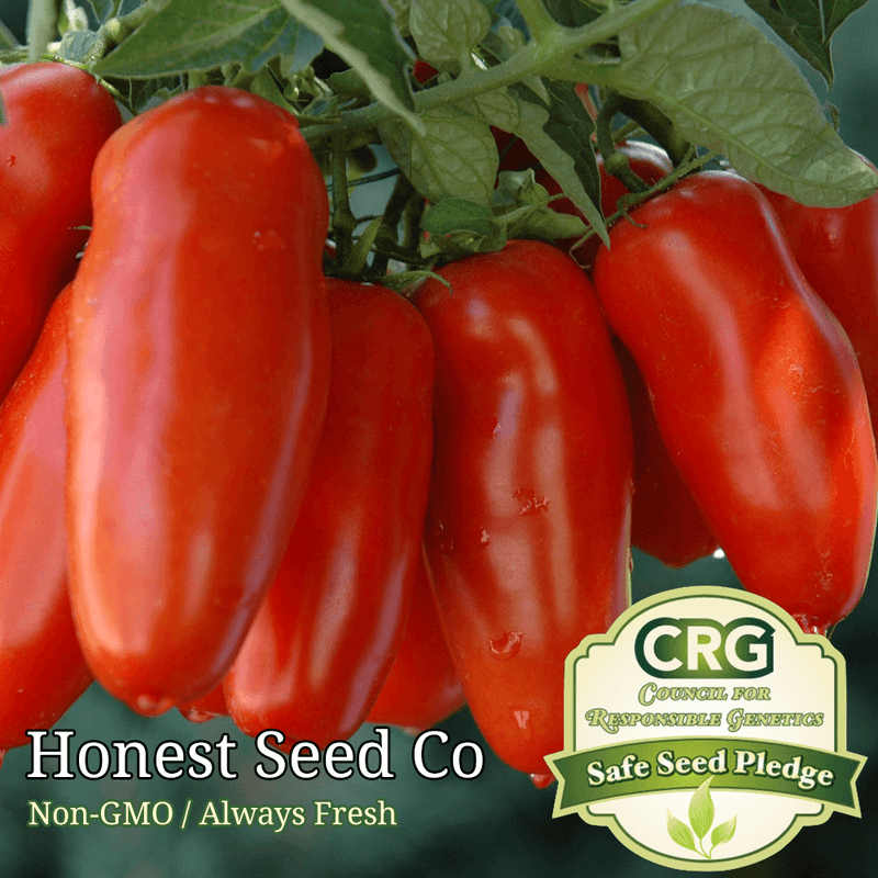 100+ San Marzano Tomato Seeds Heirloom Non-GMO Garden Seeds from USA Ships Free - Plugsus Home Furniture