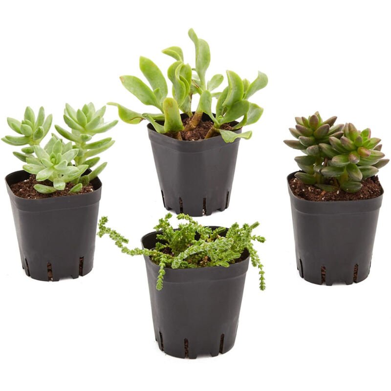 150 Pack Plastic Square Plant Pots for Seedlings, 2.6 Inches, Black - Plugsus Home Furniture
