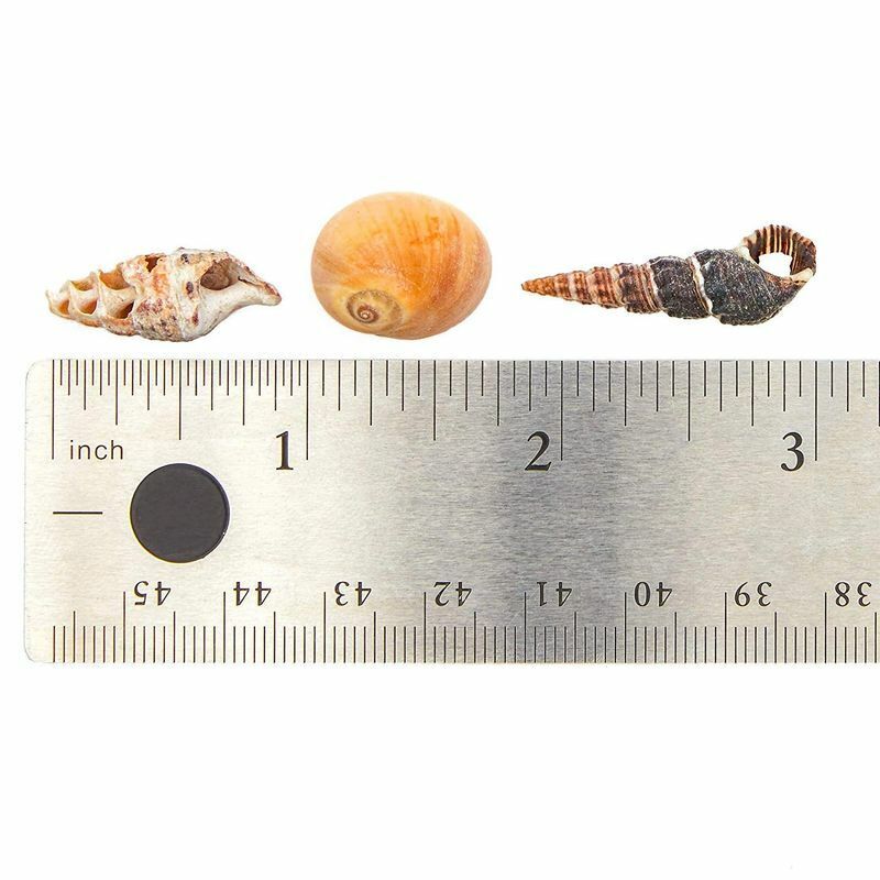 700 PCS Tiny Craft Spiral Seashell for DIY Art Home Sea Shells Decoration 0.4-1" - Plugsus Home Furniture
