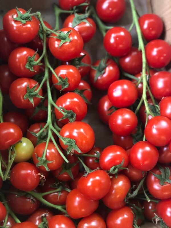 Cherry Tomato Seeds- 200 Seeds- USA Grown - Plugsus Home Furniture