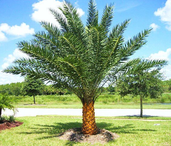 Phoenix sylvestris, silver Date Palm exotic rare palms semi plant seed 25 seeds - Plugsus Home Furniture