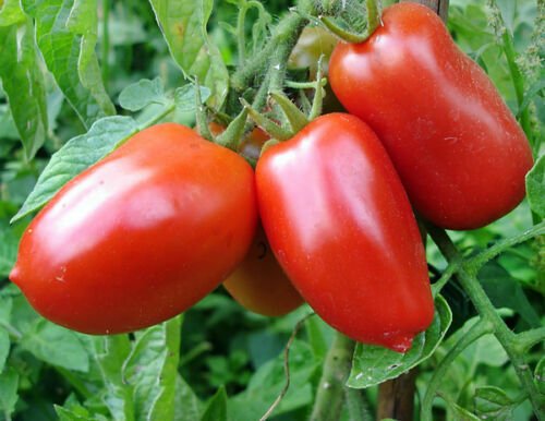 San Marzano Heirloom Tomato Seeds, NON-GMO, ORGANIC - Free Shipping! - Plugsus Home Furniture