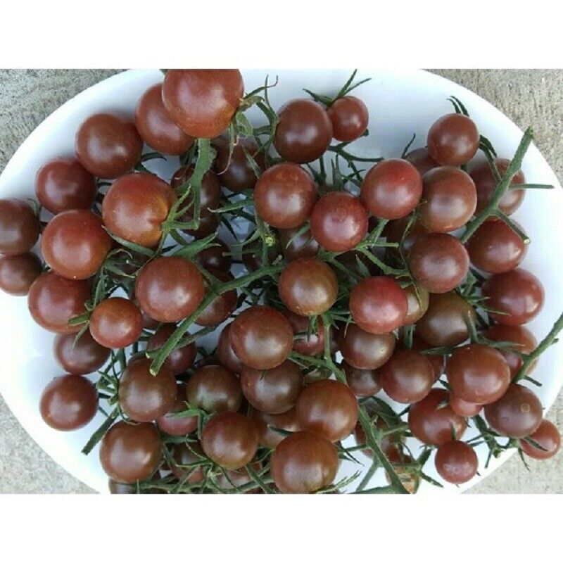 SCARBOROUGH SEEDS Organic Black Cherry Tomato 50 Seeds -Non-GMO -Heirloom - Plugsus Home Furniture